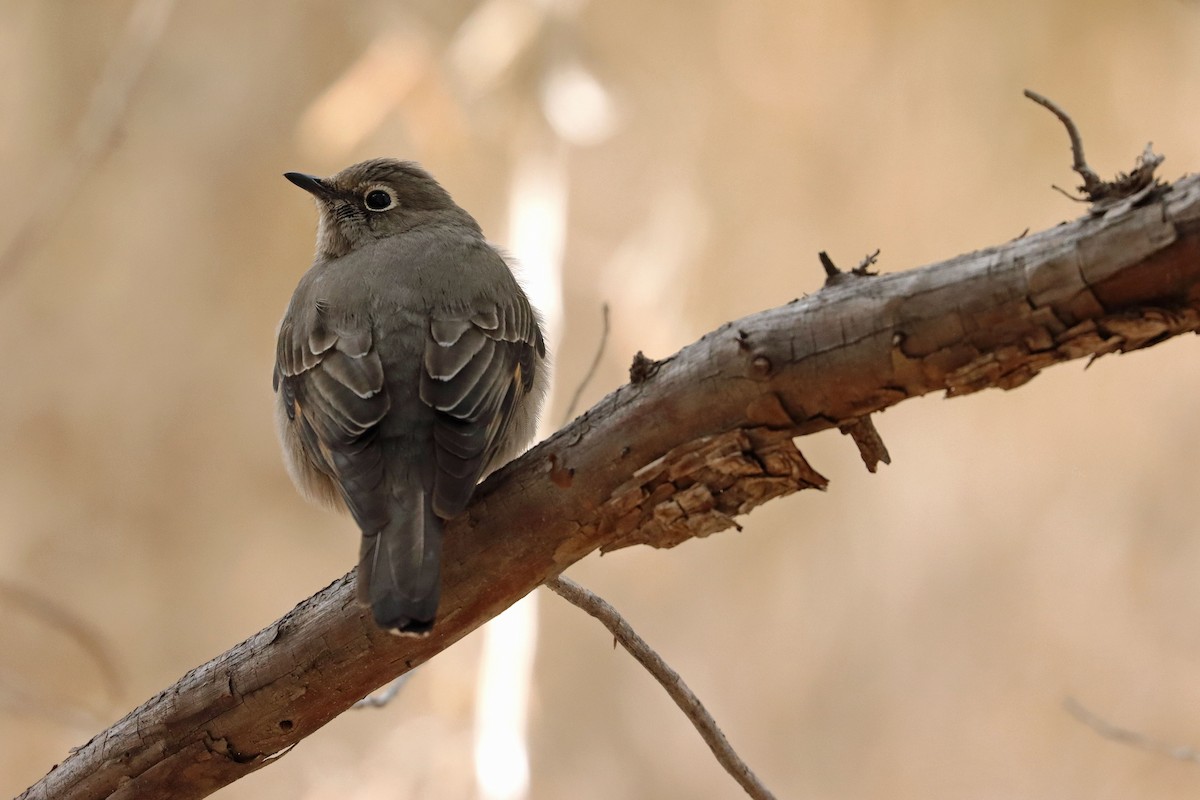 Townsend's Solitaire - ML530631261