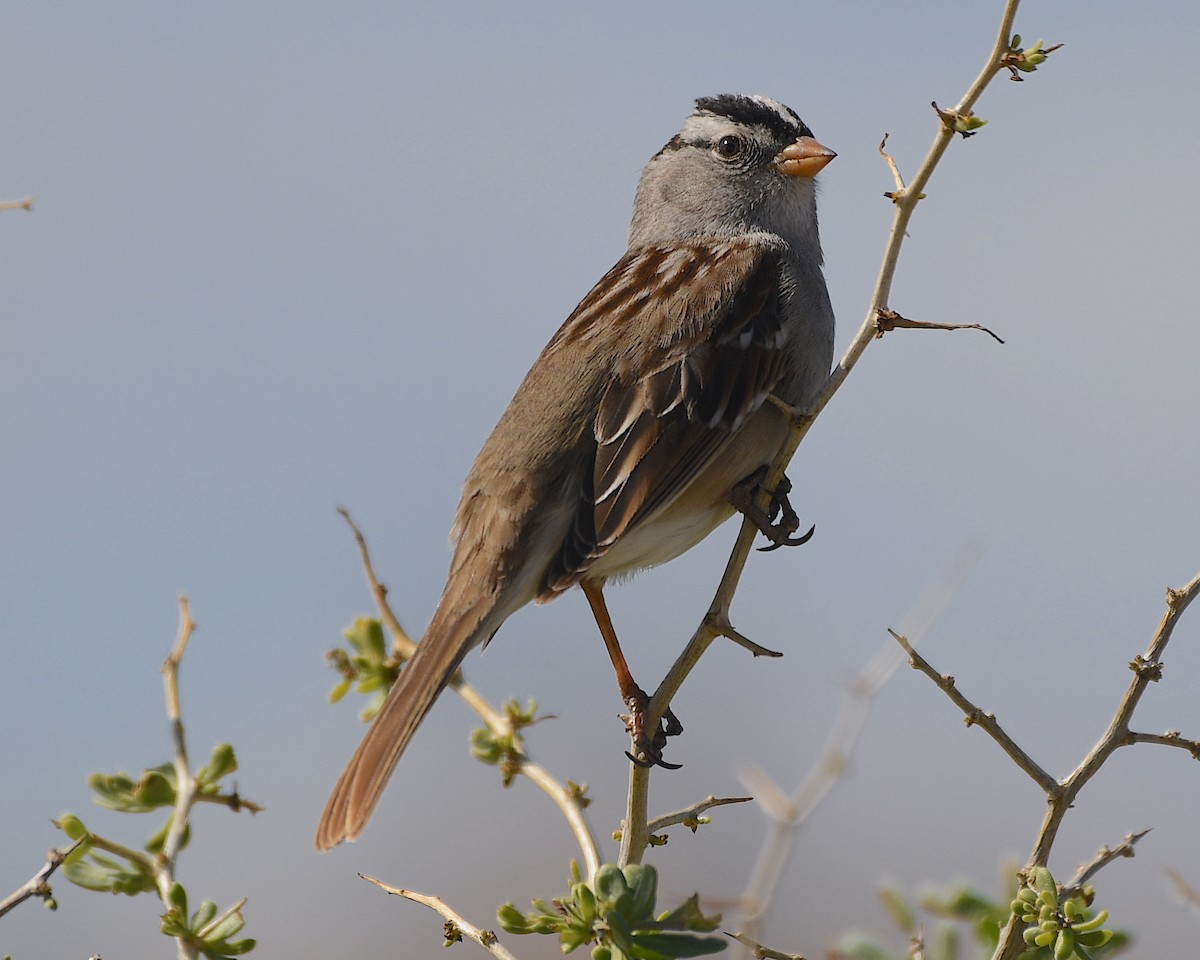 White-crowned Sparrow - ML530636121