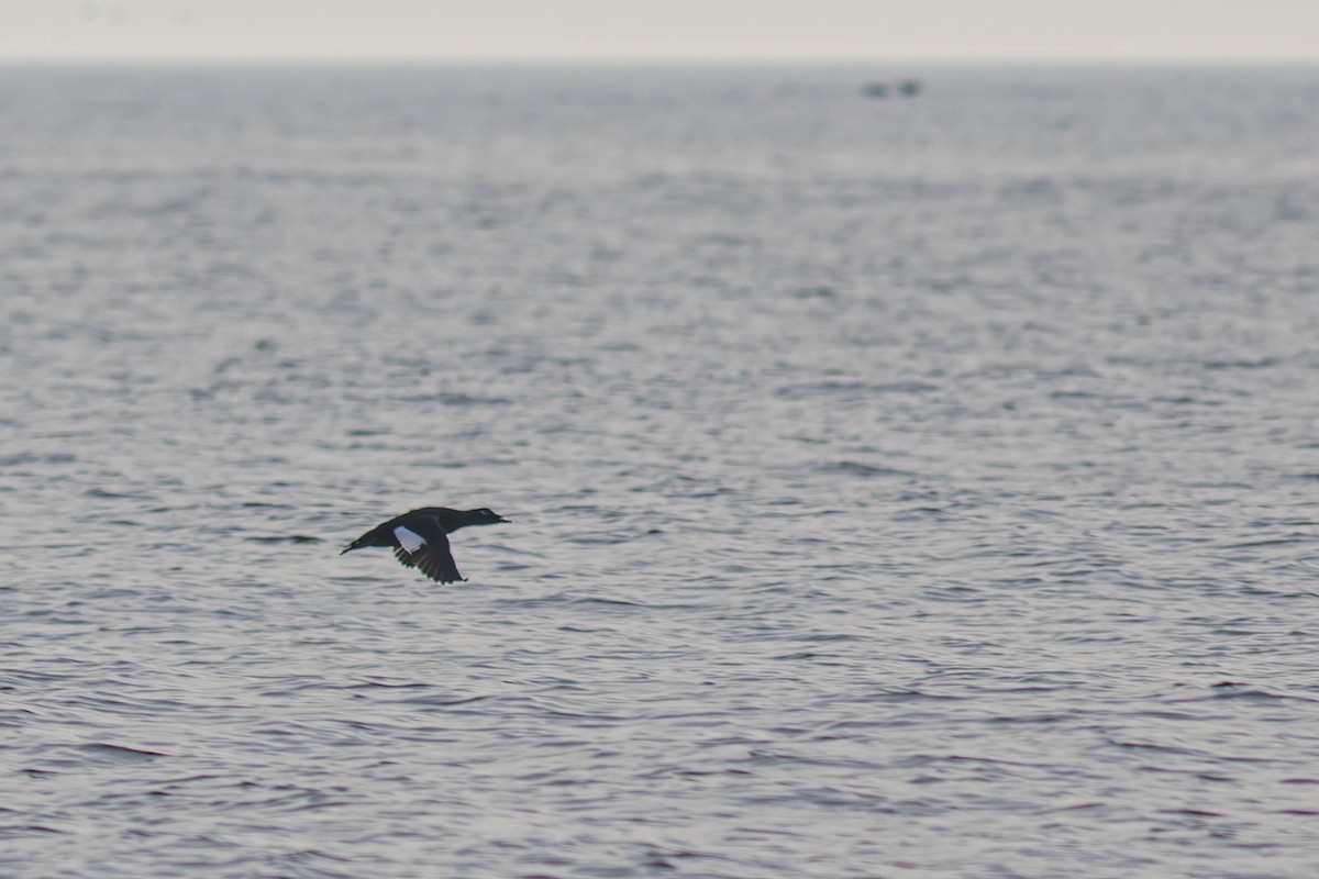 EBird Checklist 2 Jan 2023 Barnegat CBC Pelagic 2 11 Species