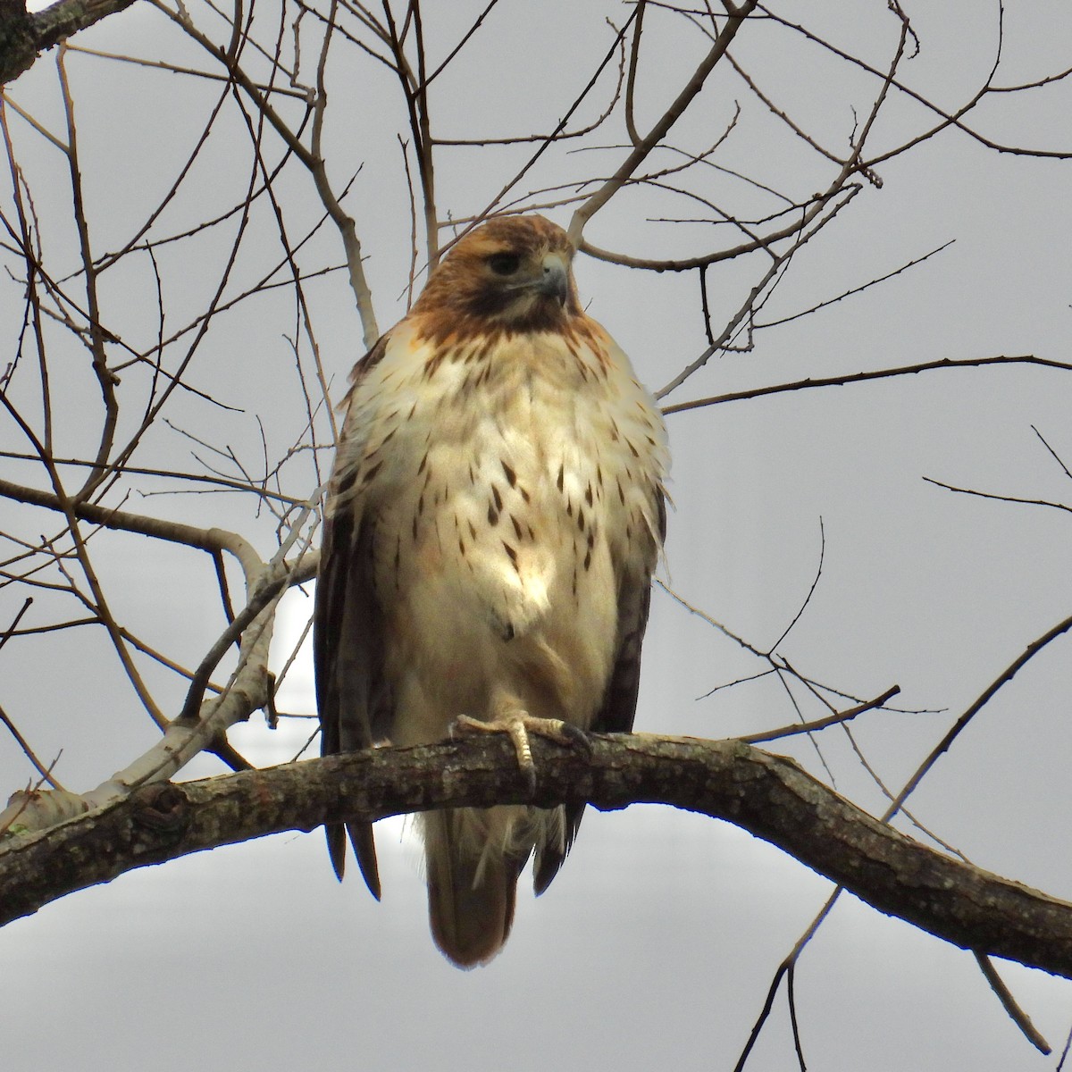 Red-tailed Hawk - Van Remsen