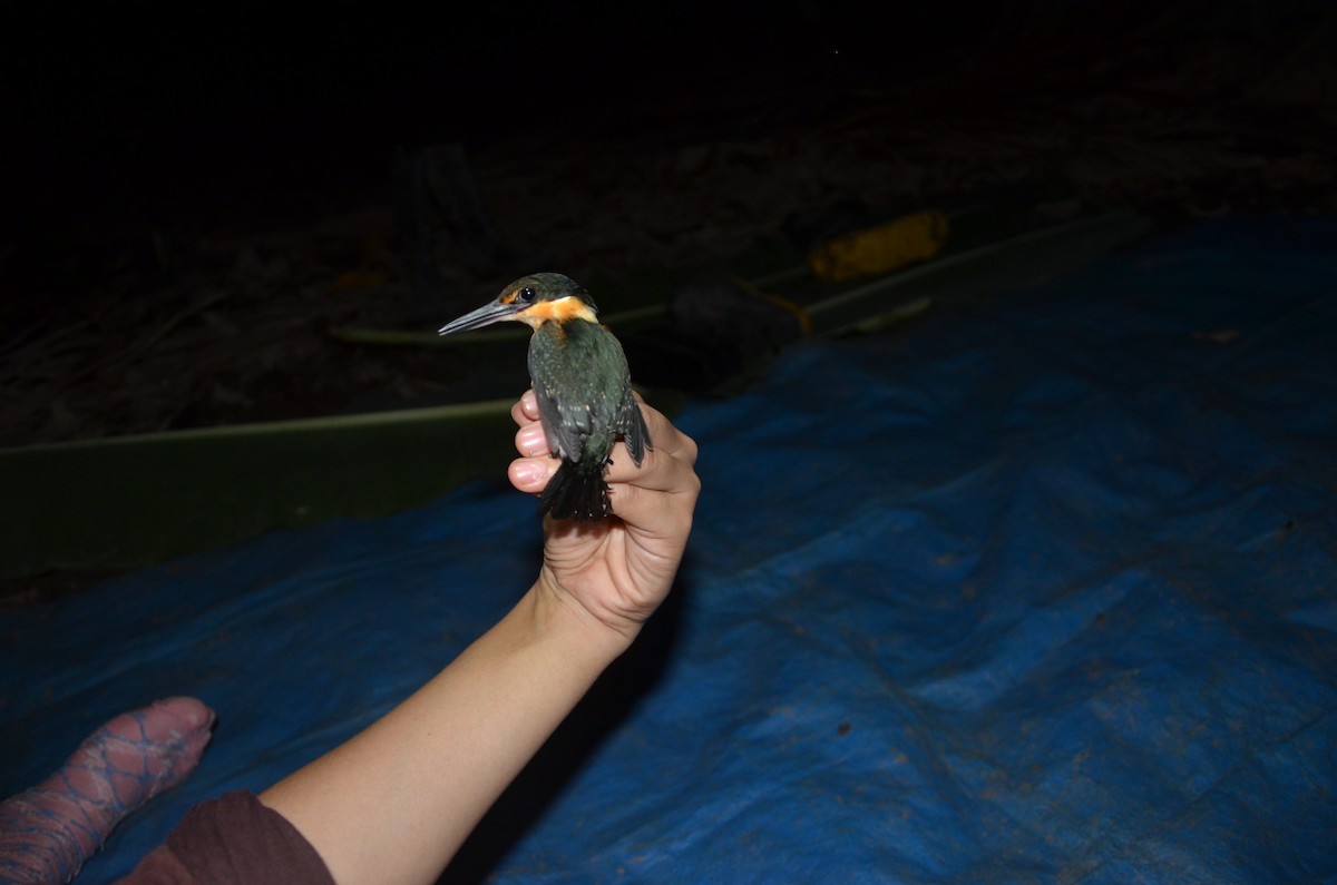 American Pygmy Kingfisher - ML530641641