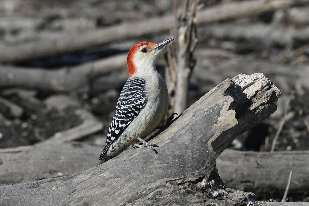 Red-bellied Woodpecker - Doug Vine