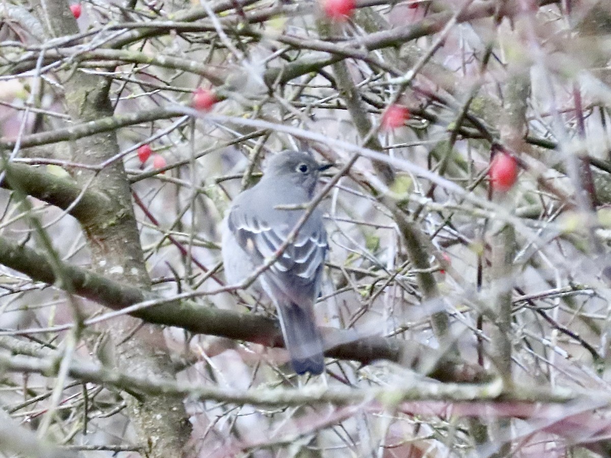 Townsend's Solitaire - ML530644611