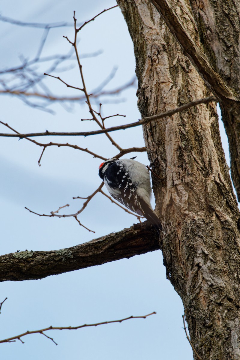 Hairy Woodpecker - ML530650231