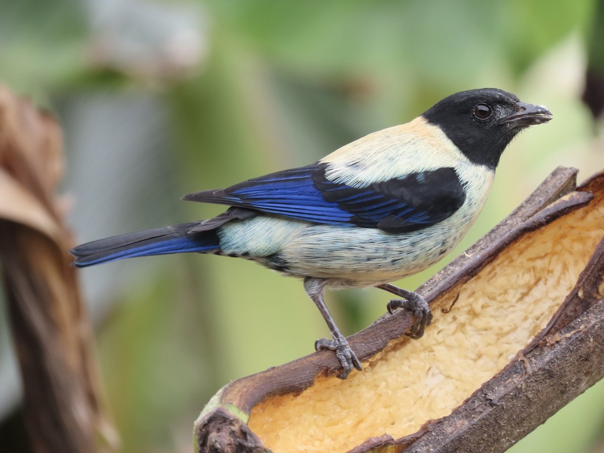 Black-headed Tanager - ML530655781