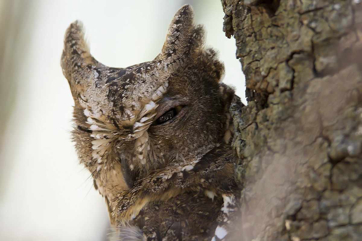 Madagascar Scops-Owl (Torotoroka) - ML530655821