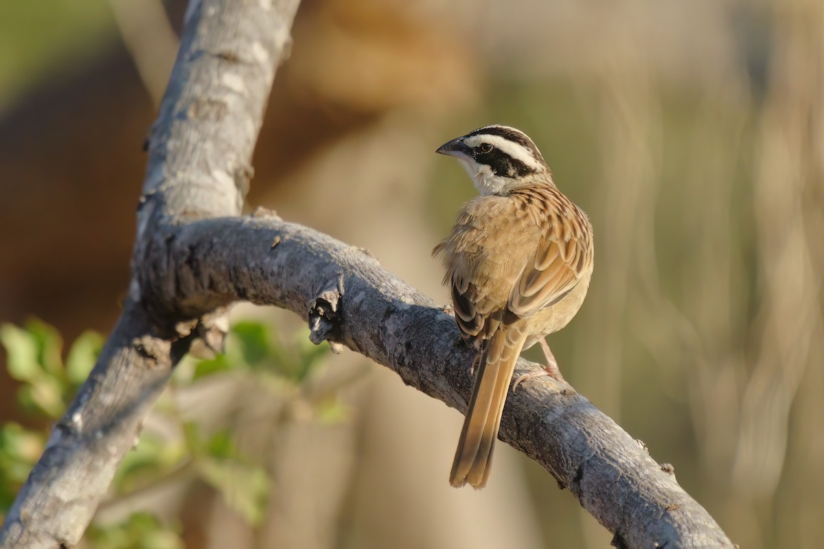Stripe-headed Sparrow - ML530658371