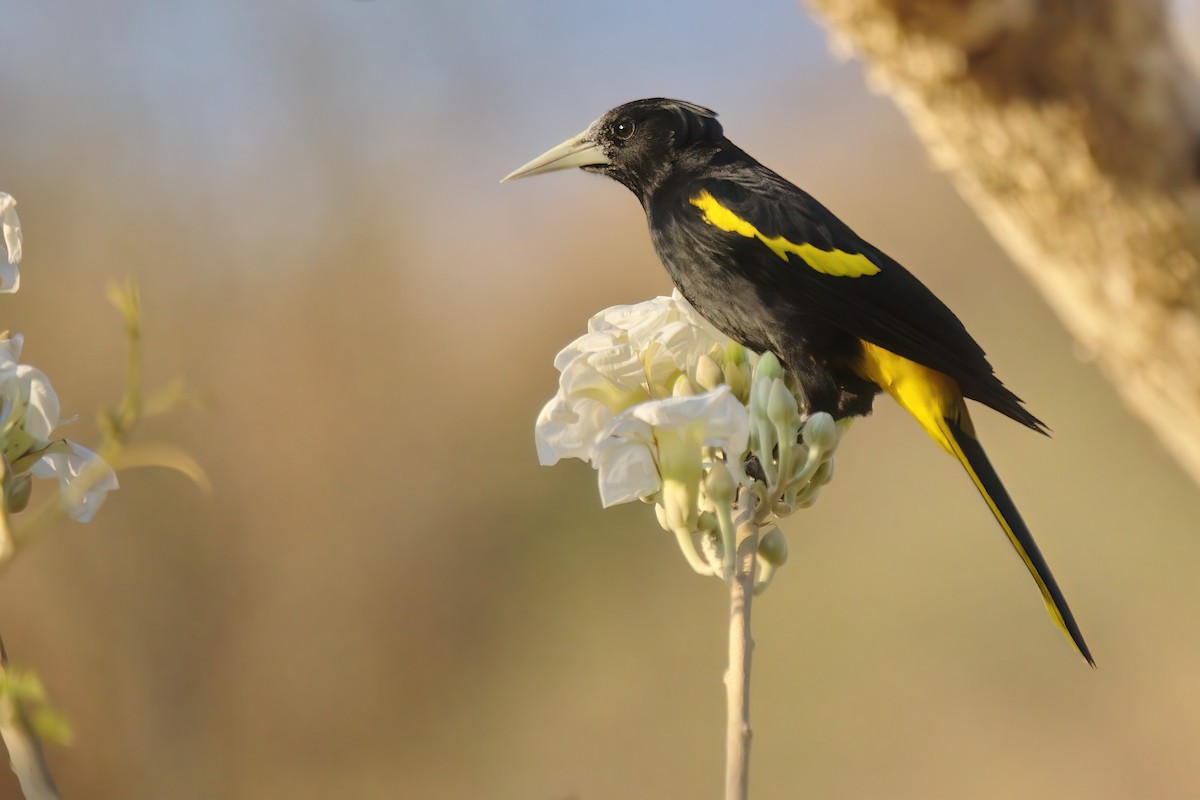 Yellow-winged Cacique - ML530658401