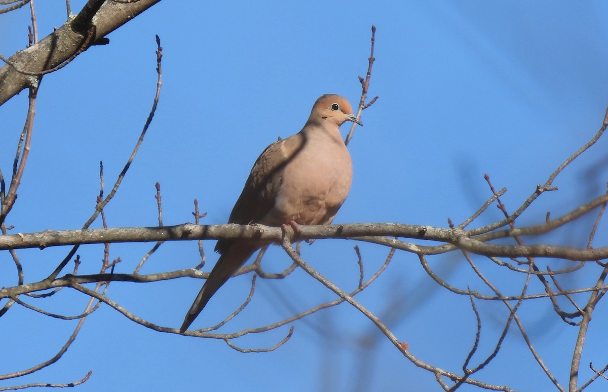 Mass Audubon eBird Checklist 1 Feb 2023 Broadmoor Wildlife