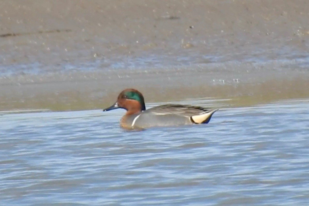 Green-winged Teal - ML53065981
