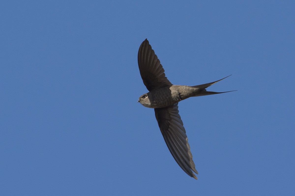 Malagasy Palm Swift (Madagascar) - Miguel Rouco