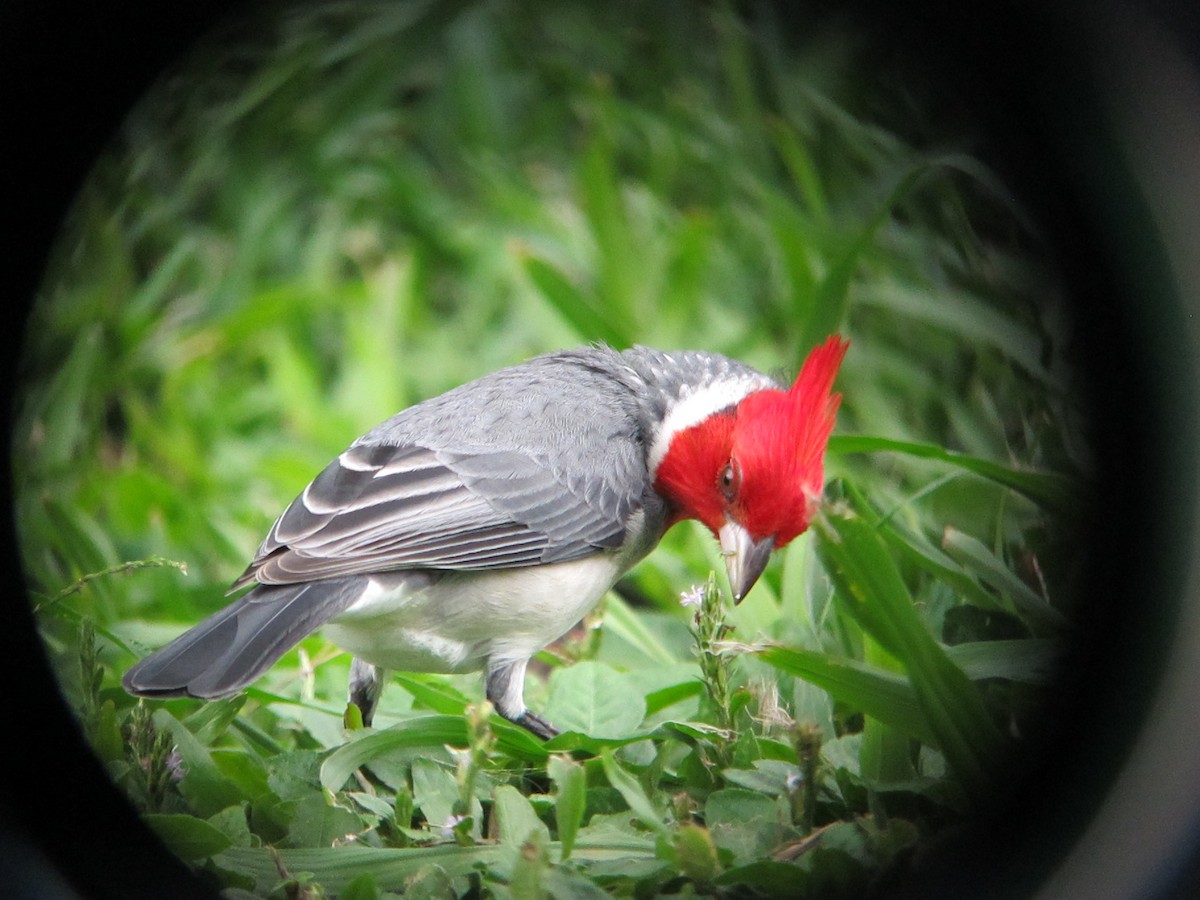 Red-crested Cardinal - ML530661561