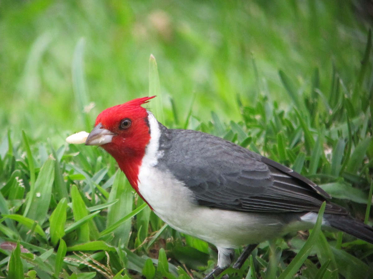 Red-crested Cardinal - ML530661731