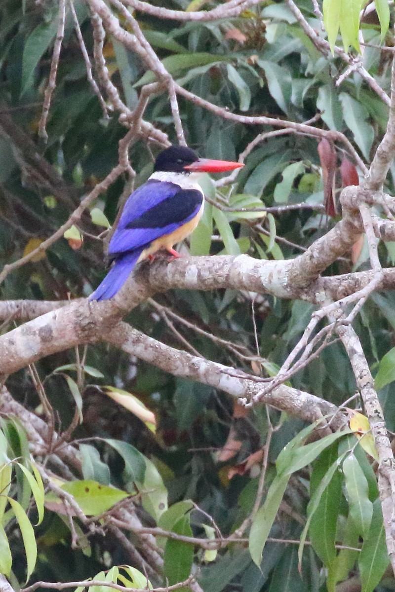 Black-capped Kingfisher - Paul Anderson