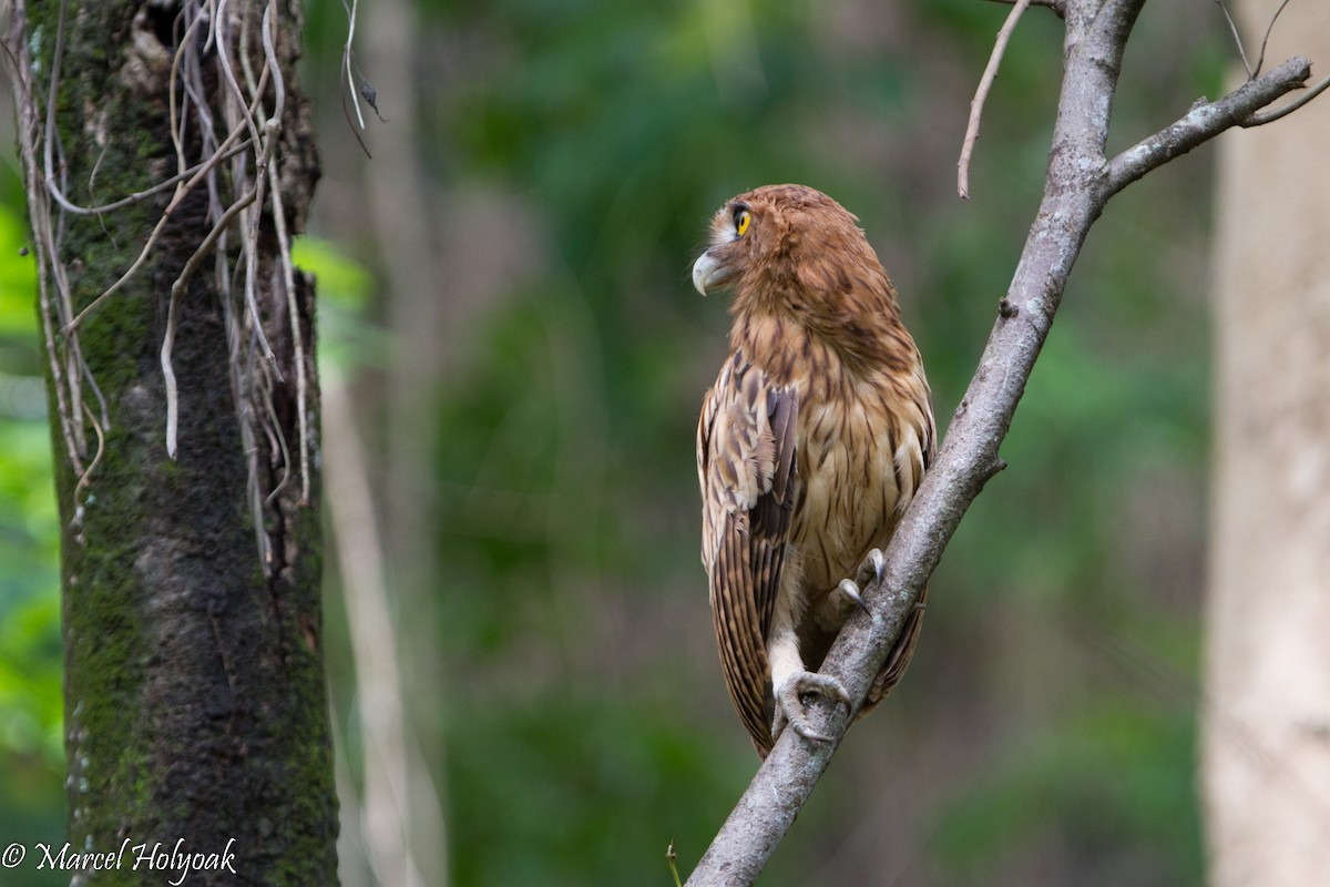 Philippine Eagle-Owl - ML530665121