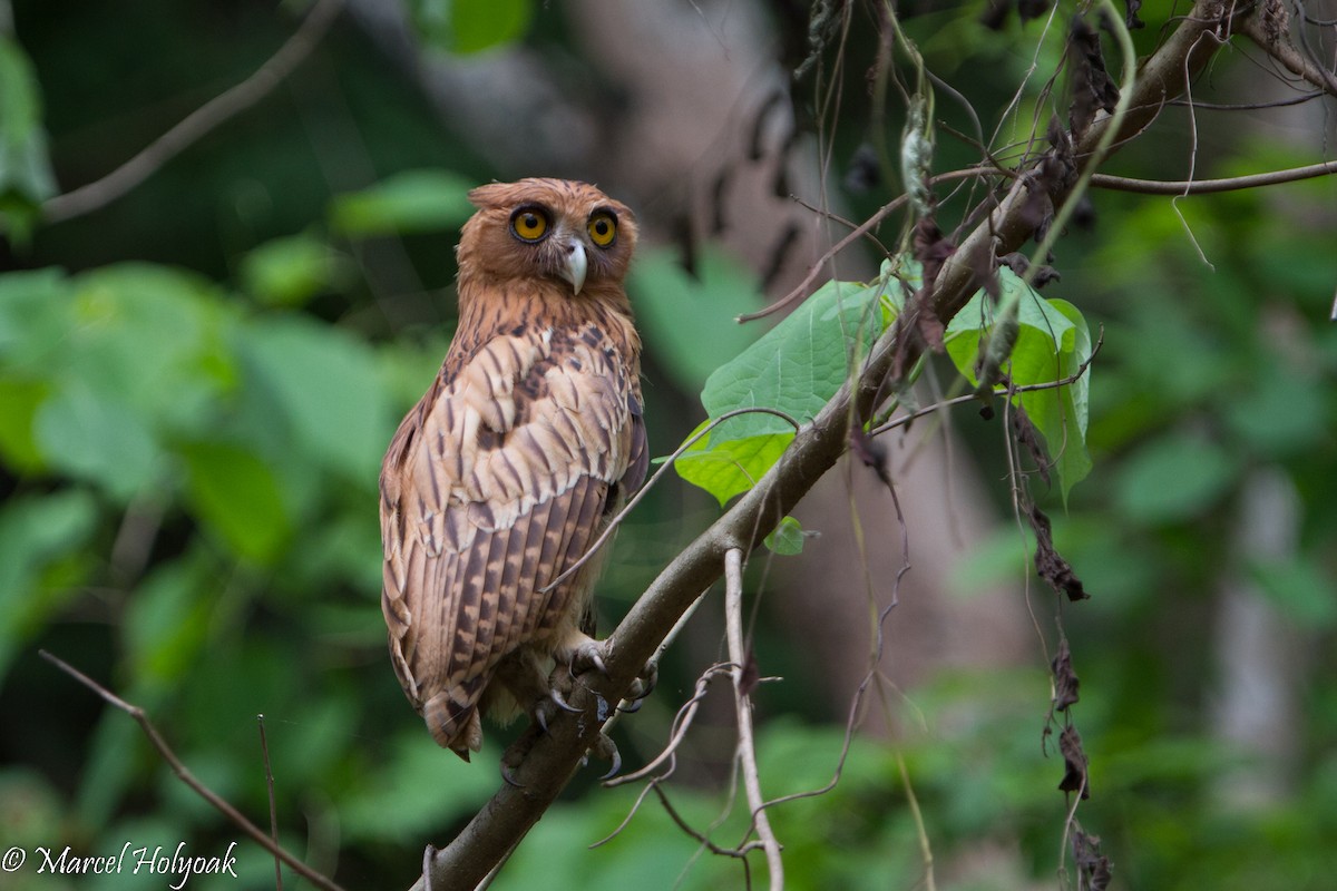 Philippine Eagle-Owl - ML530665131