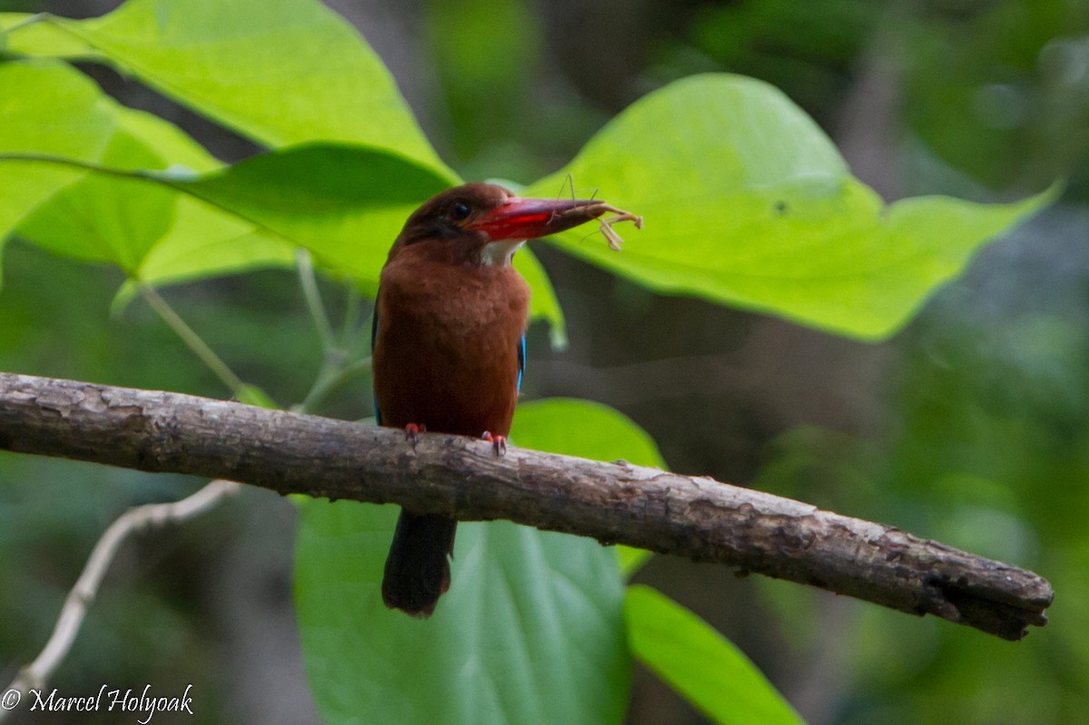 Brown-breasted Kingfisher - ML530665321