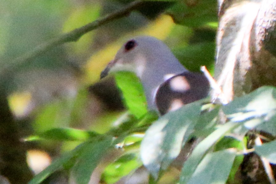 Malabar Imperial-Pigeon - Krishnamoorthy Muthirulan