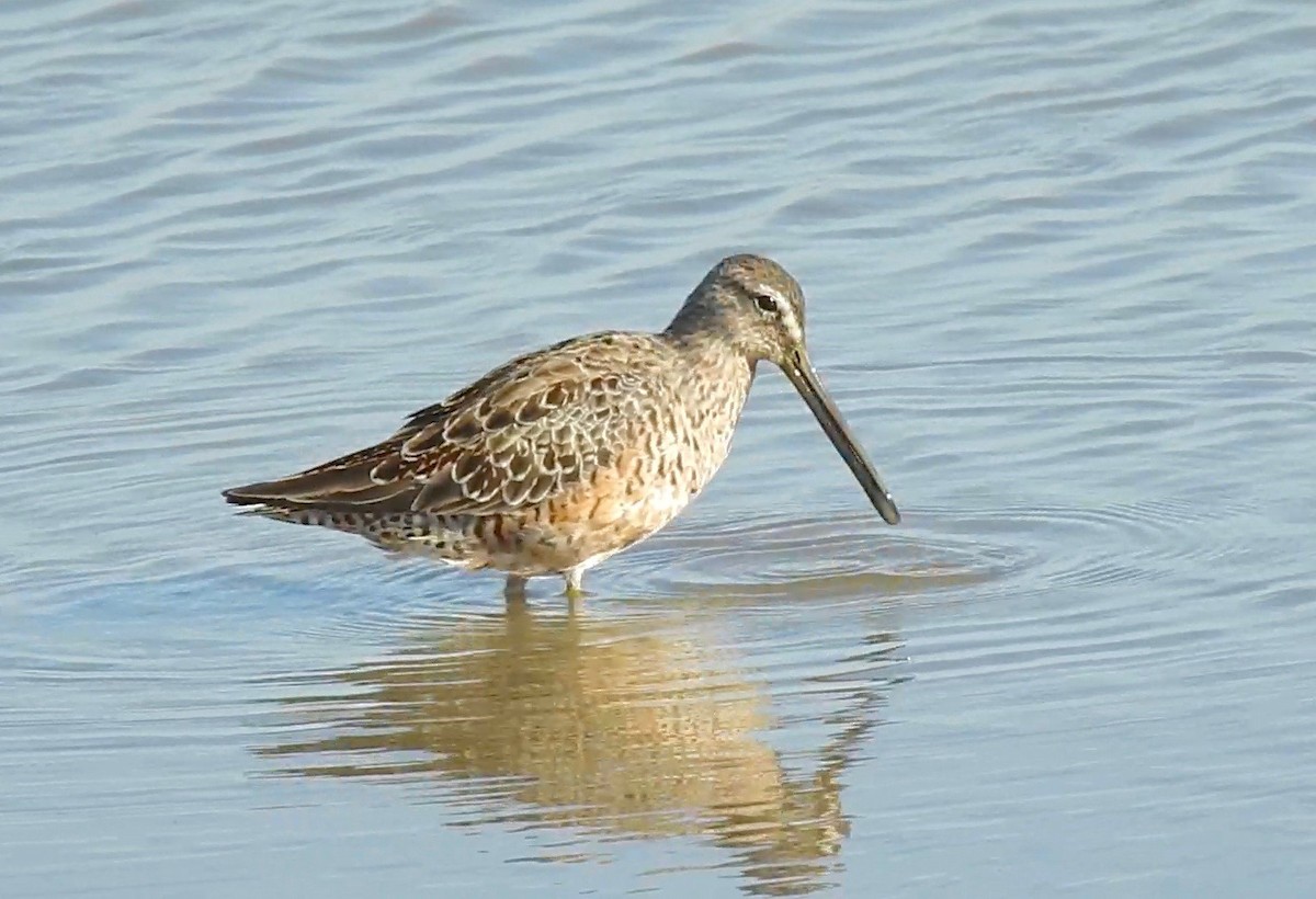 Long-billed Dowitcher - ML53066831