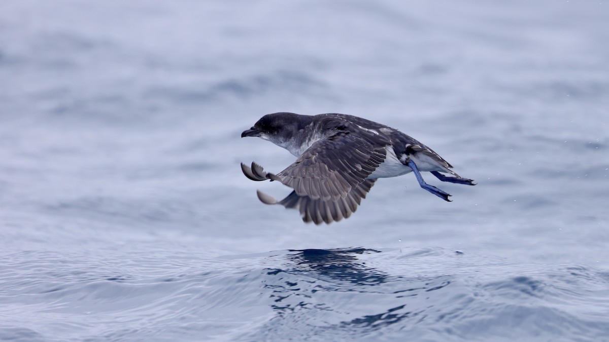 Common Diving-Petrel - Mike Sylvia