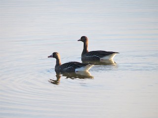 Greater White-fronted Goose, ML53067131