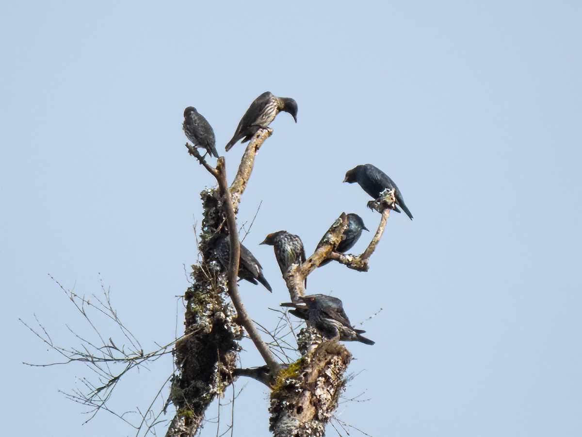 Short-tailed Starling - Jason Alexander