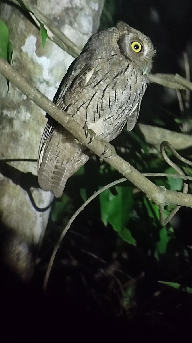 Tropical Screech-Owl - Oscar  Fria