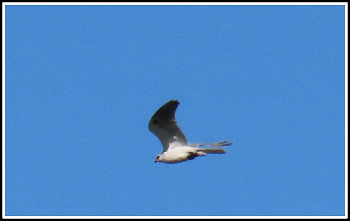 White-tailed Kite - ML530673881