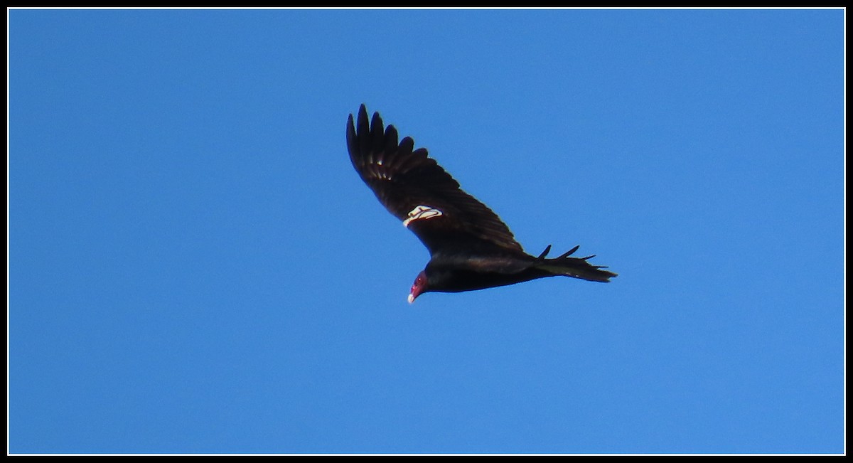 Turkey Vulture - ML530674021