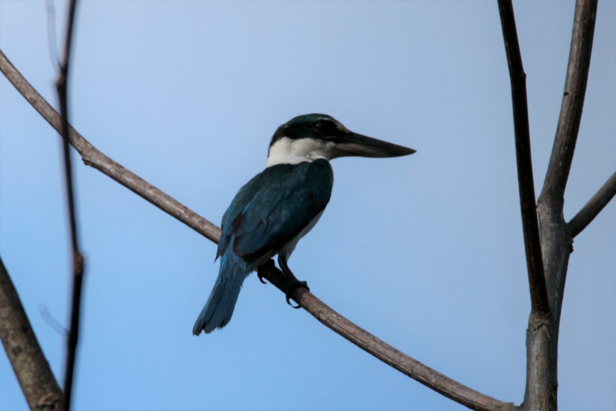 Collared Kingfisher - Fadzrun A.