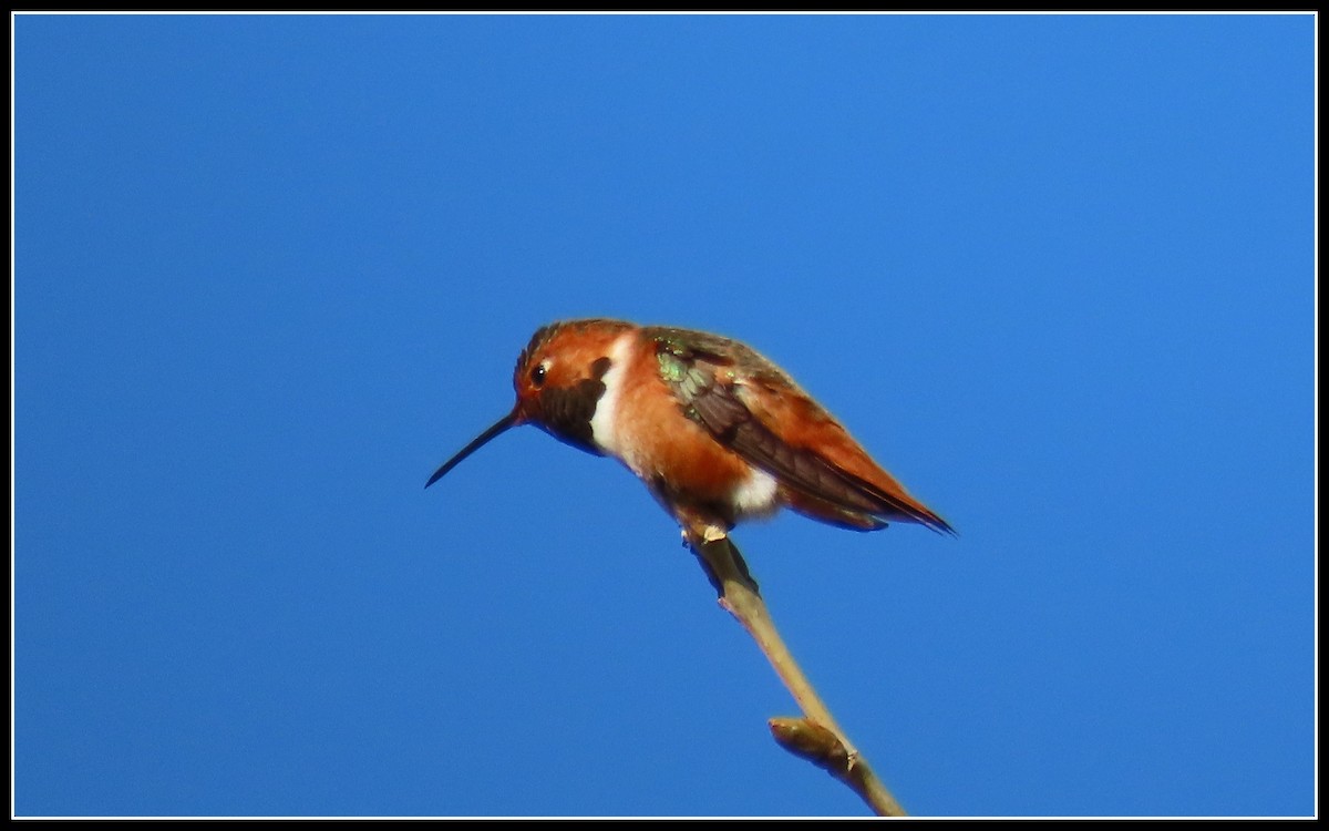 Allen's Hummingbird - ML530674881
