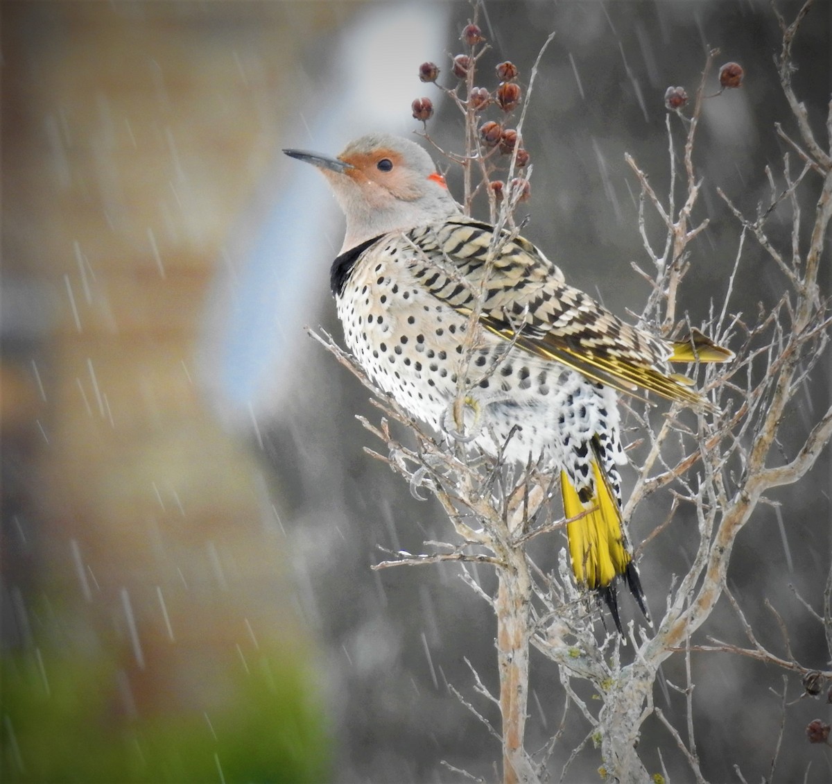 Northern Flicker (Yellow-shafted) - ML530678531