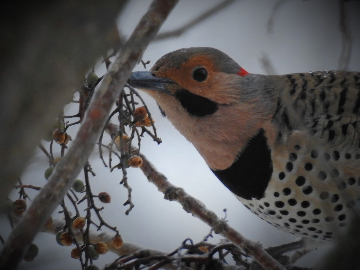 Northern Flicker (Yellow-shafted) - ML530678611