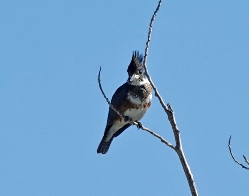 Belted Kingfisher - ML530679491