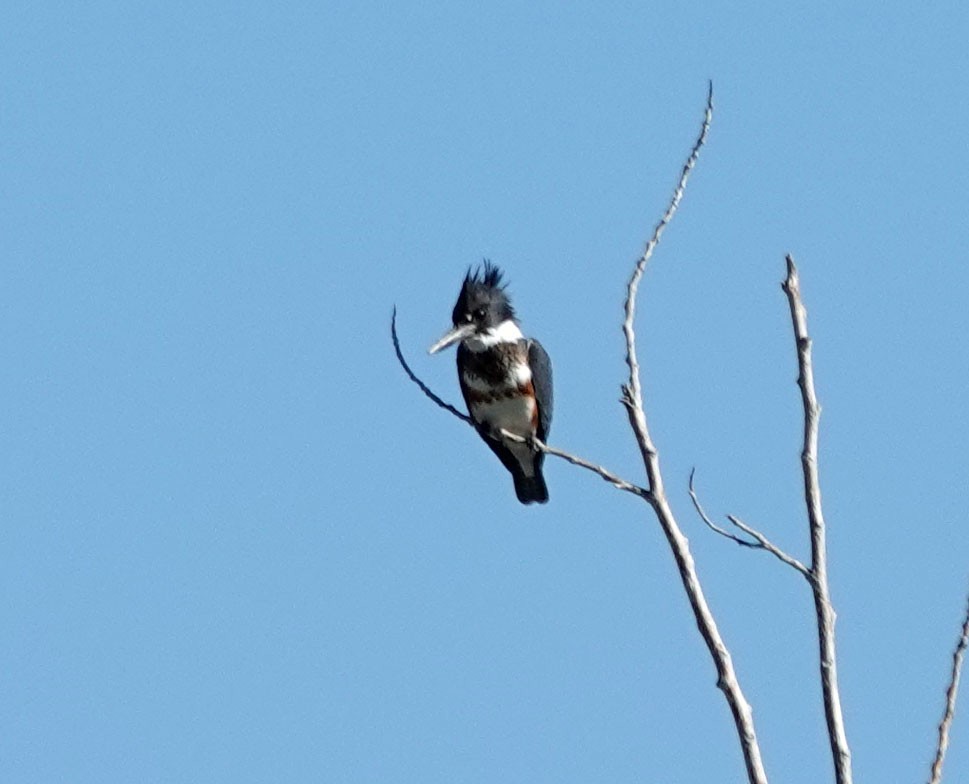 Belted Kingfisher - ML530679521