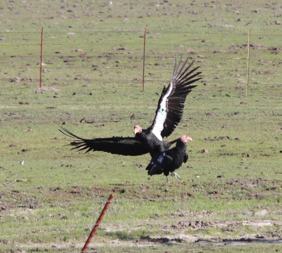 California Condor - ML530683191