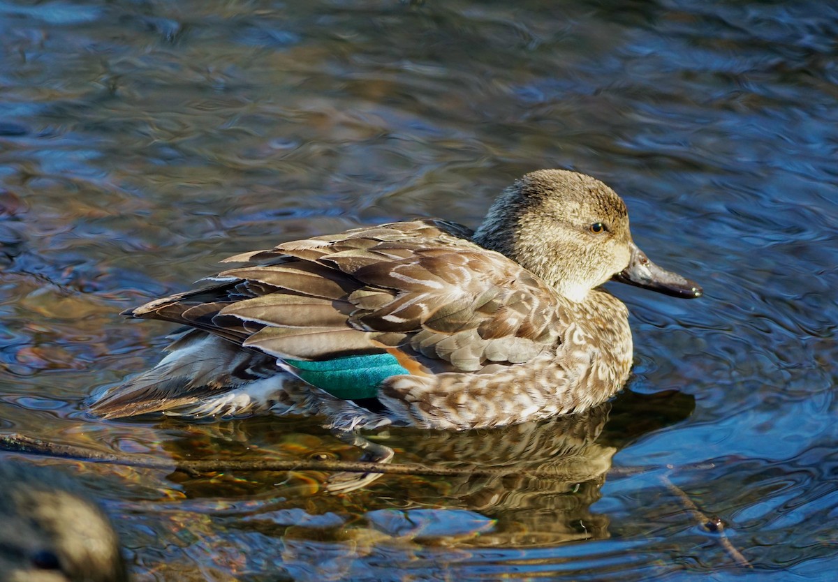 Green-winged Teal - ML530683331