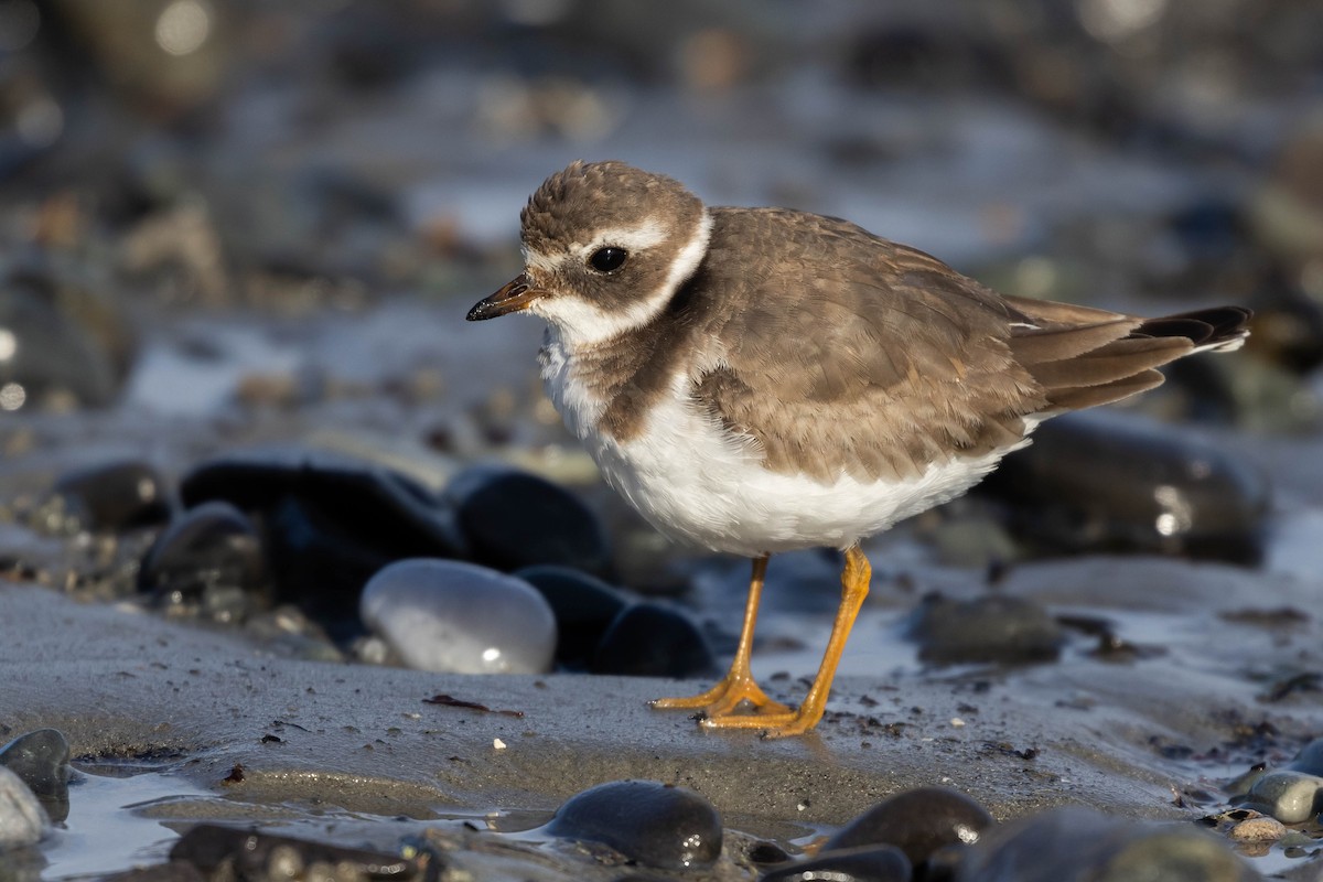 Common Ringed Plover - ML530686611