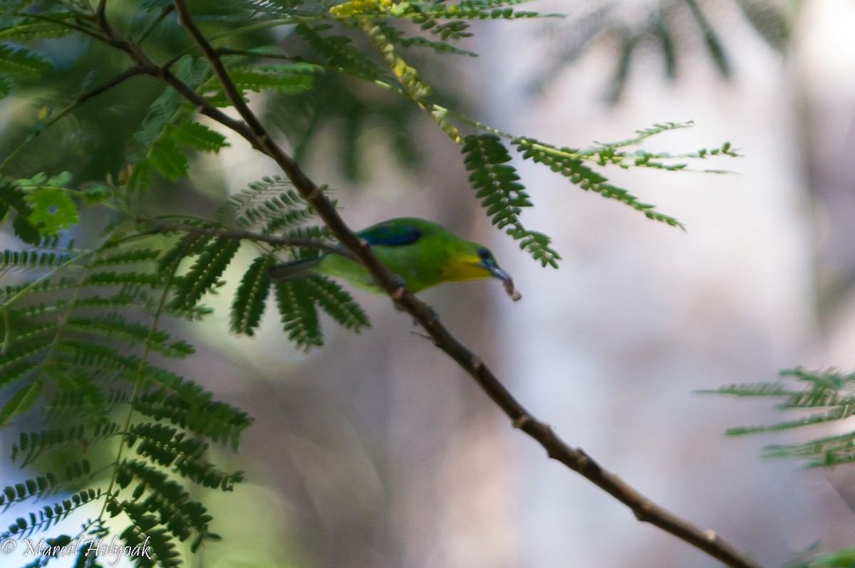 Yellow-throated Leafbird - ML530688341