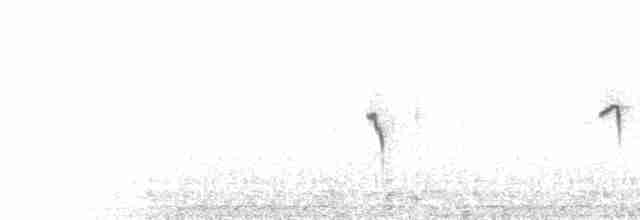  - Puna Ground-Tyrant