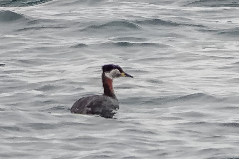 Red-necked Grebe - ML530690061
