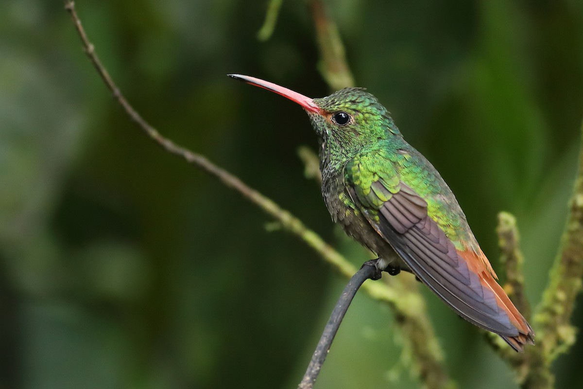 Rufous-tailed Hummingbird - Graham Montgomery