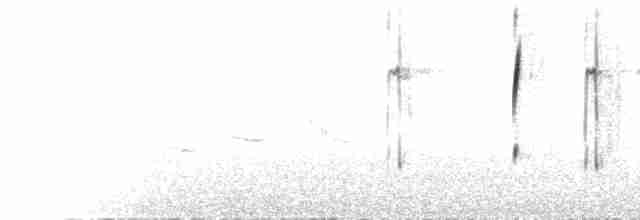  - Dark-faced Ground-Tyrant (mentalis)