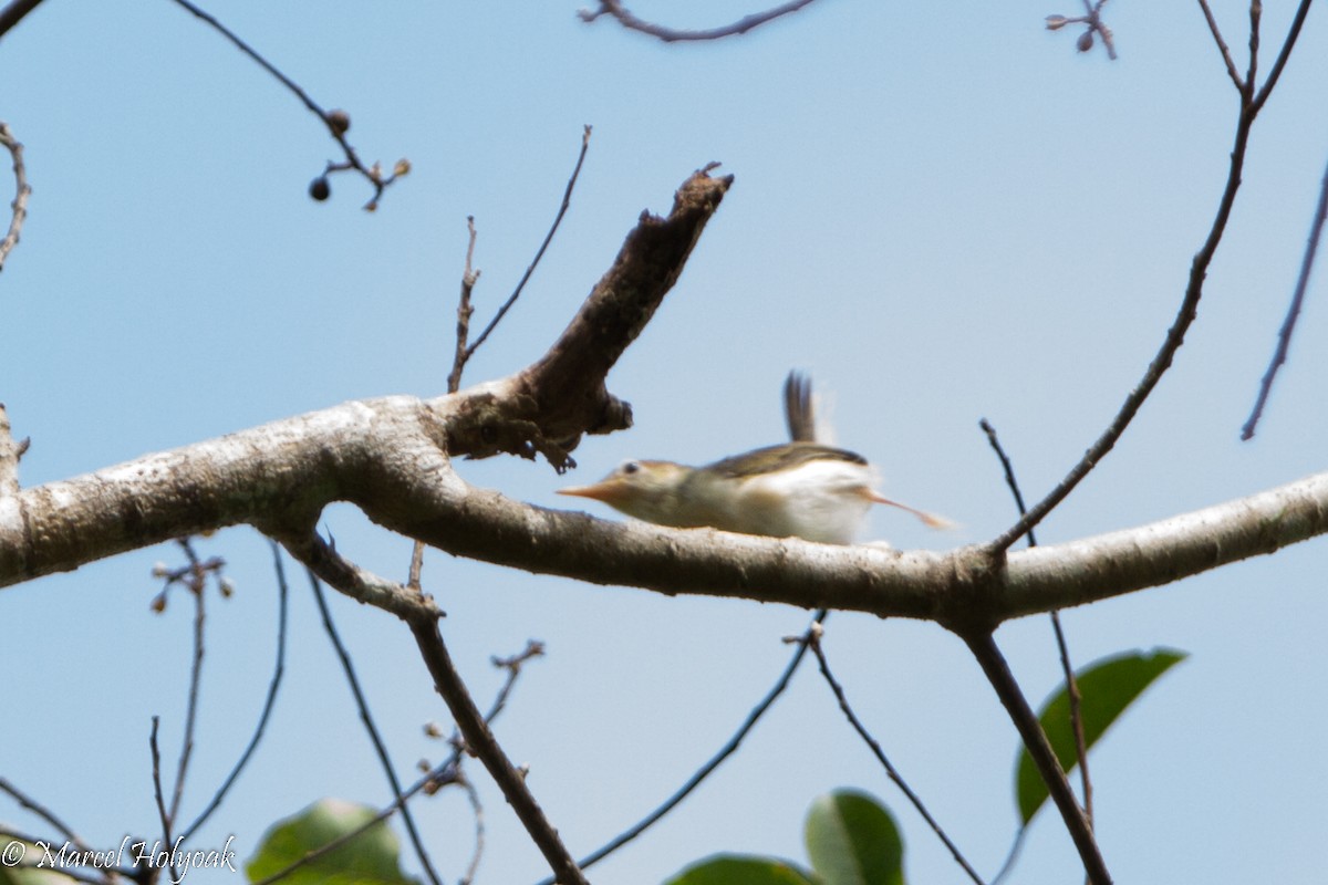 Rufous-tailed Tailorbird - ML530694251