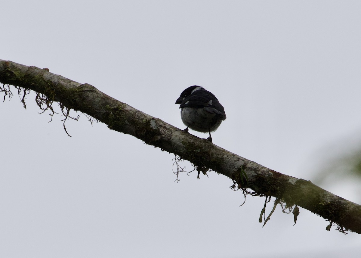 Variable Seedeater - ML530694621