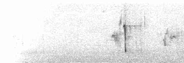  - White-browed Ground-Tyrant