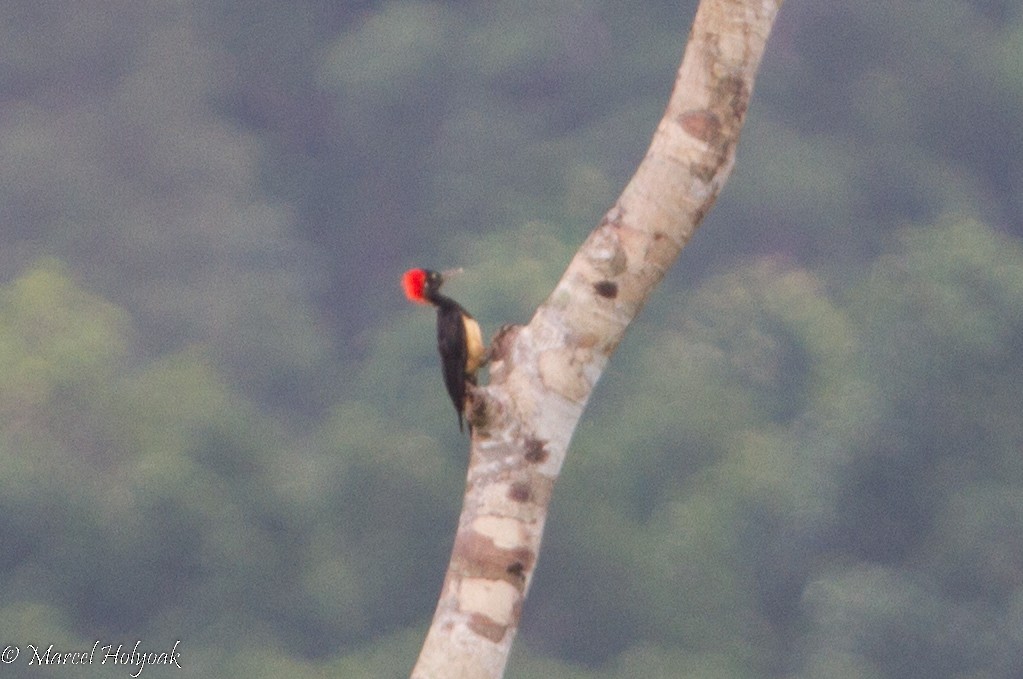 White-bellied Woodpecker - ML530695011
