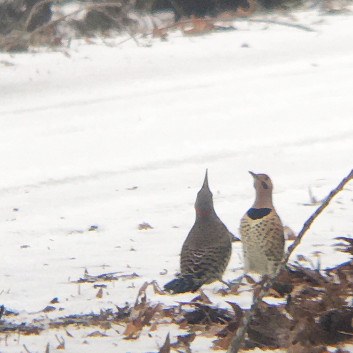 Northern Flicker (Yellow-shafted) - ML530695631