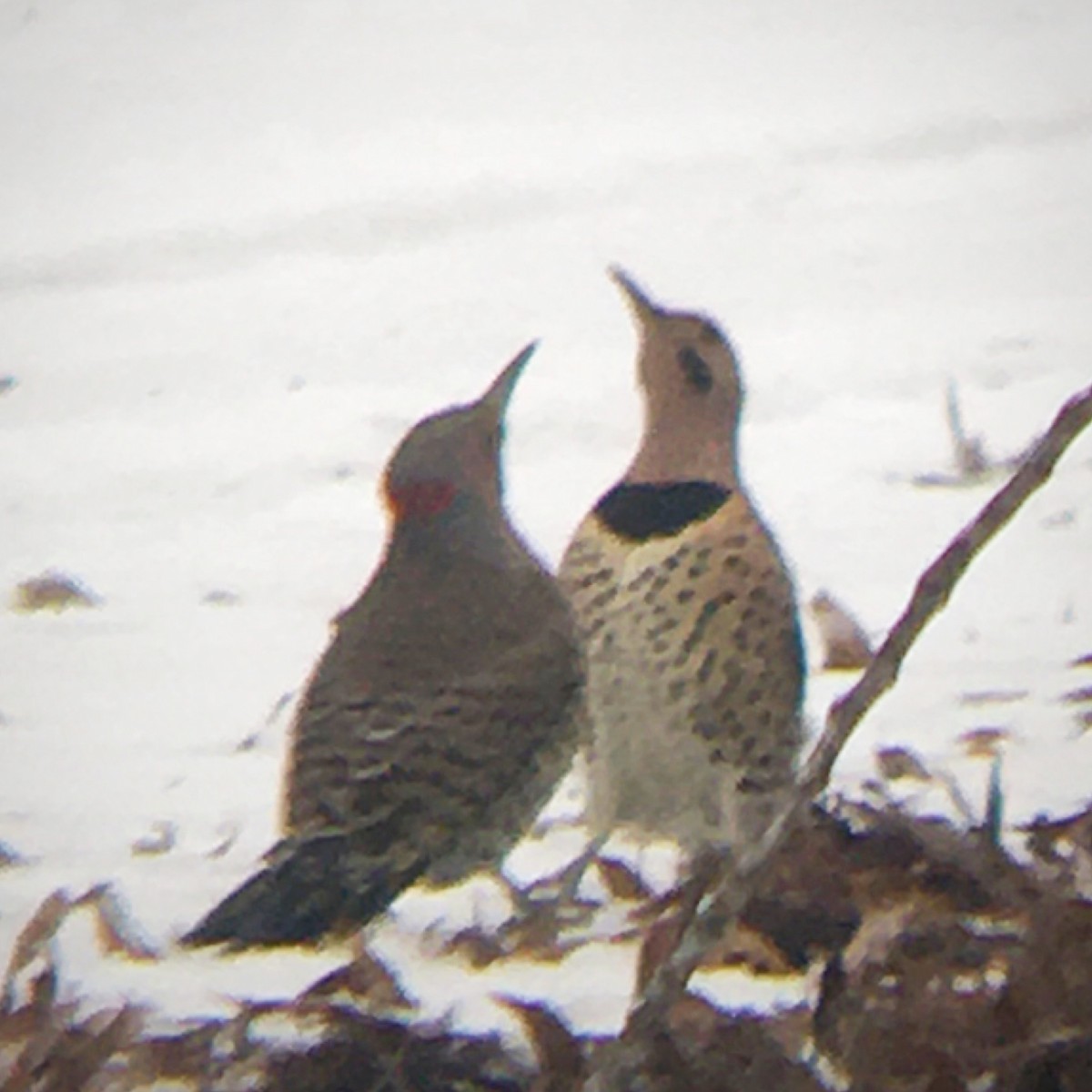 Northern Flicker (Yellow-shafted) - ML530695641