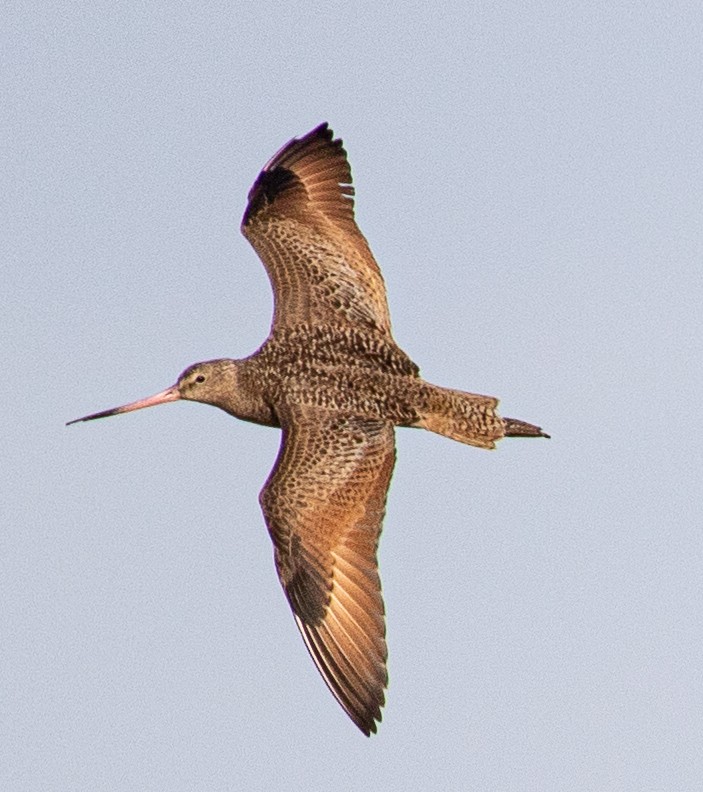 Marbled Godwit - Jeff Todoroff